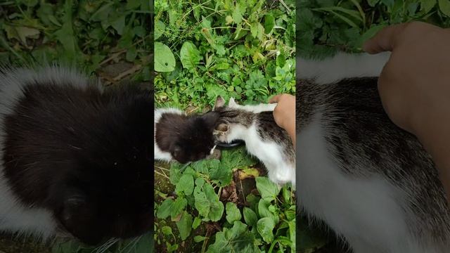 Покормил кошек