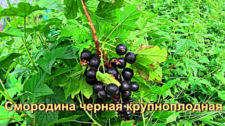"Смородина черная ядреная."#сад#огород#дача