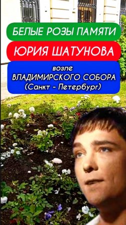 белые розы верности в память о Юрии Шатунове #shorts #шатунов #2025 #белыерозы #ласковыймай #память