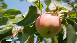 В Белгородской области начался сбор ранних сортов яблок