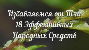 Избавляемся от Тли. 18 Эффективных Народных Средств