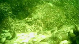 1000046523.mp4Волга гл.5м.16.07 2025г.
