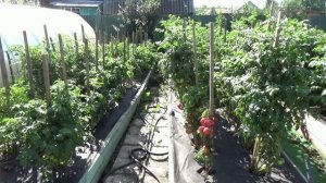 Можно ли выращивать Томатных Гномов в кашпо?