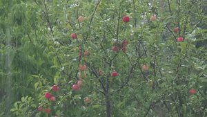 Я слушаю дождь...