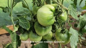 🍅 Как правильно формировать томаты в теплице?