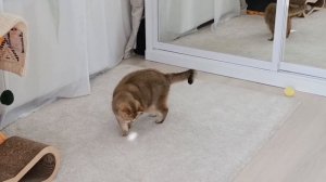 Кот и солнечный зайчик