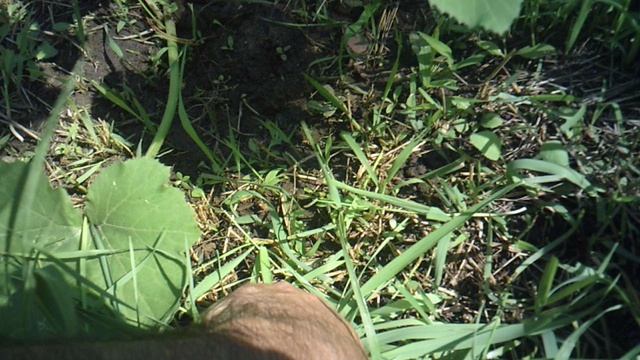Обзор молодого кабачка сорта Цукеша