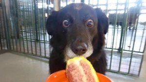 Собаки предпочитают еду Королевам драмы 🤣 Самые смешные видео о СОБАКАХ 2025