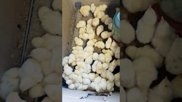 VID_20250602_142902