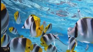 AY YOLA - Homay тропическая версия