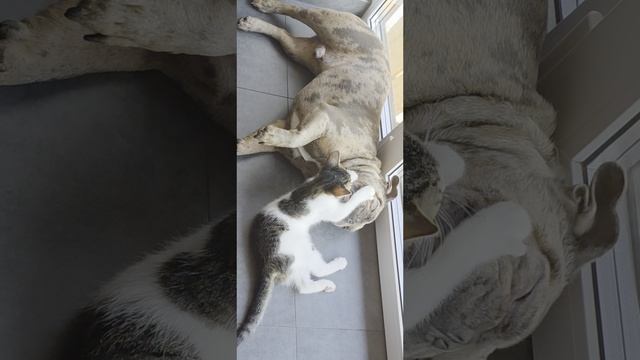 1000221082.mp4