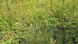 приехали снова в деревню, убрала лук