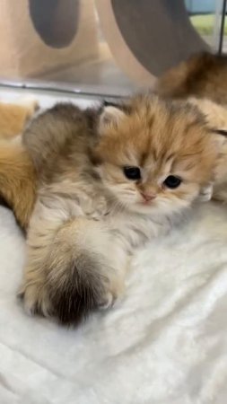 the kitten is playing with the tail