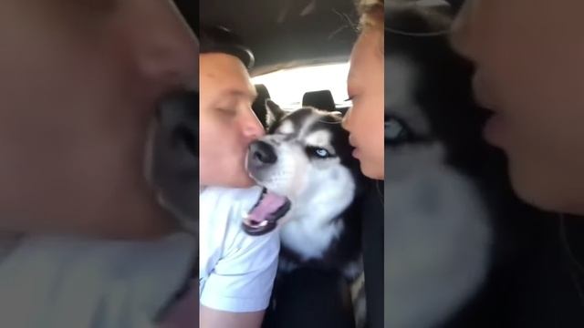 Реакция собак на поцелуй