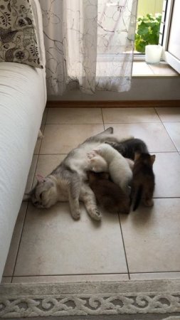 Новый день в семействе котика Маню.