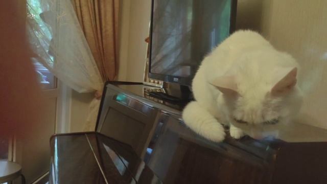 Кошка белая 1