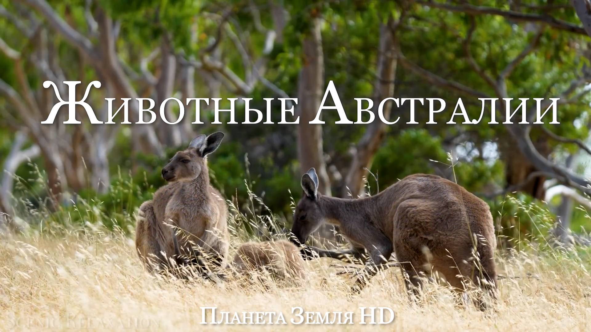 Животные Австралии HD - Живописный фильм о дикой природе с успокаивающей Музыкой