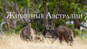 Животные Австралии HD - Живописный фильм о дикой природе с успокаивающей Музыкой