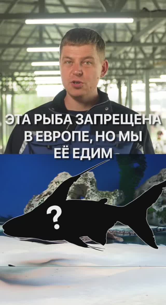 Эта рыба запрещена в Европе, но мы продолжаем её есть... #рыба #продукты #питание #ферма #узв смотреть онлайн