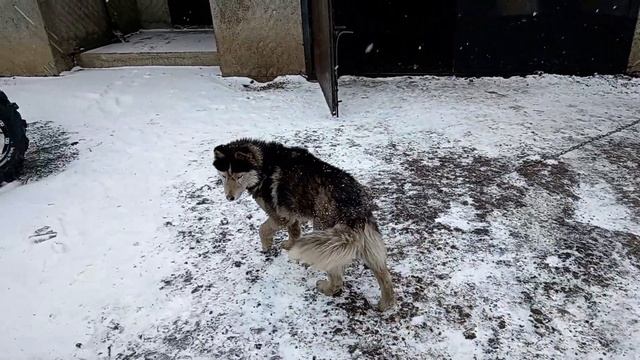 Вездеход уезжает к своему владельцу смотреть онлайн