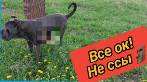 Последние новости от Кане Корсо