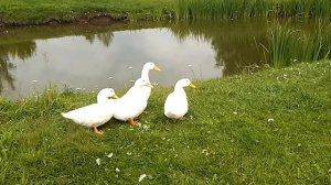 VID_20250716_081347