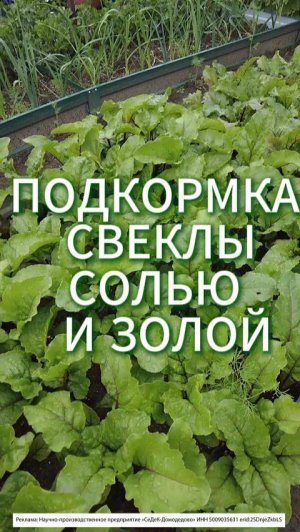 ПОДКОРМКА СВЕКЛЫ СОЛЬЮ И ЗОЛОЙ - СУПЕР СЛАДКИЙ УРОЖАЙ! #сад #свекла #огород