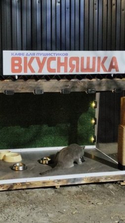 Постоянный посетитель кафе "Вкусняшка".