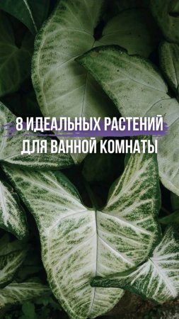 🌿 8 идеальных растений для ванной комнаты 🌿