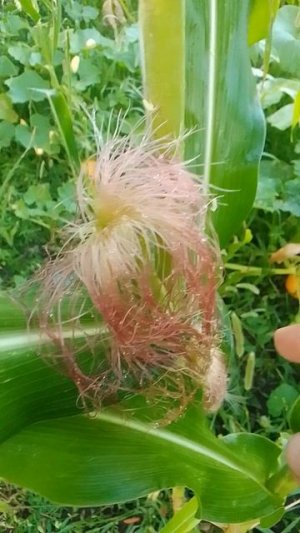 Цветет кукуруза, вся по разному