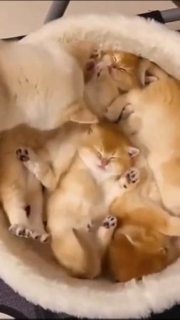 nice kittens