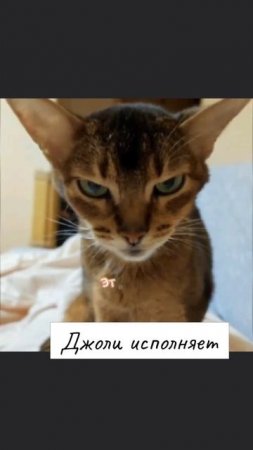 Грустно если ЭТО так ❤🩹😿🤷♀️❗#Джоли #коты  #озвучка #реки #топ #отношения #рек #втоп #врек #джолиис