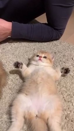 the kitten is lying on its back