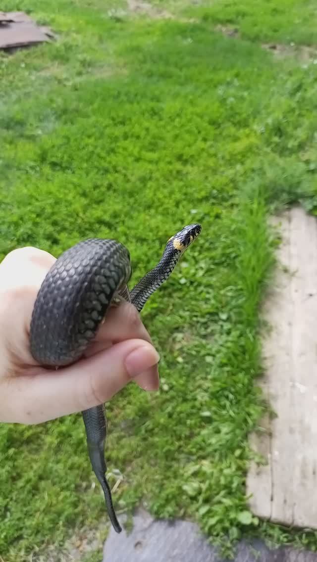 Уж в деревне