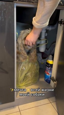 Мечта каждой собаки