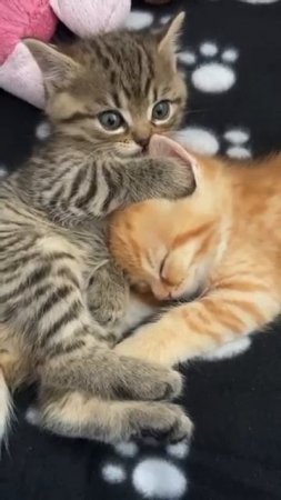 kittens love each other