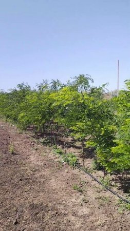 Робиния лжеакация Каск Руж (Robinia), h 1.5-2.5м, d 0,5-0,10м ком