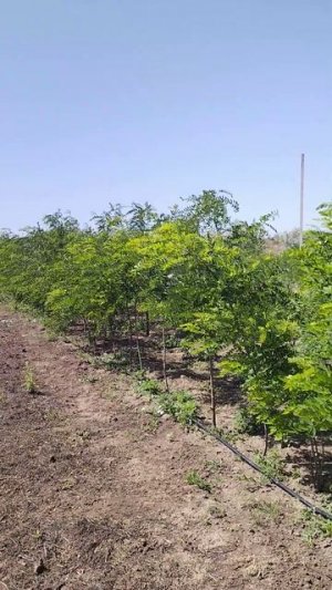 Робиния лжеакация Каск Руж (Robinia), h 1.5-2.5м, d 0,5-0,10м ком