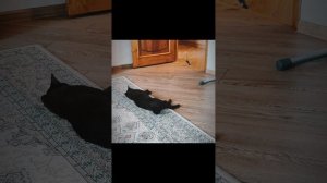Новая игрушка 🐀