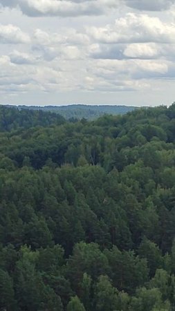 Как шикарно парит! #коршун