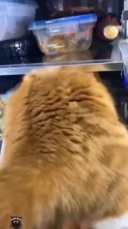 the cat is stuck