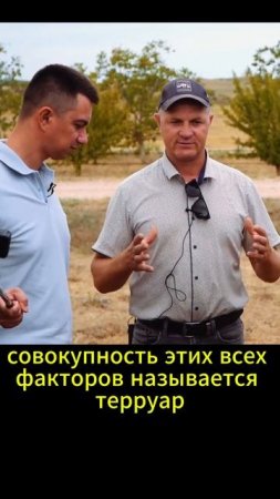 От чего зависит вкус винограда?