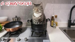 Приколы с котами! - С ОЗВУЧКОЙ! Самые смешные животные! СМЕШНЫЕ КОТЫ!