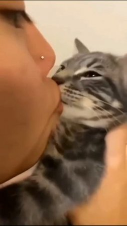 kiss cat
