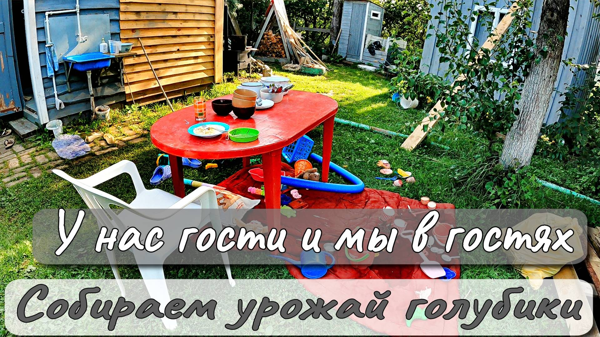 У НАС ГОСТИ И МЫ В ГОСТЯХ  СОБИРАЕМ УРОЖАЙ ГОЛУБИКИ