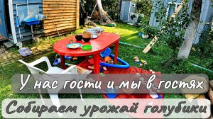 У НАС ГОСТИ И МЫ В ГОСТЯХ  СОБИРАЕМ УРОЖАЙ ГОЛУБИКИ