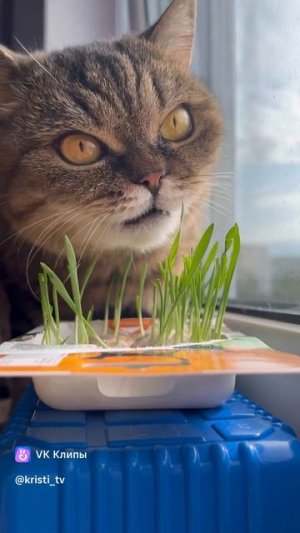 Вырастили травку для нашей кошки 🐈 #кристикрошка #кошки #топвидео