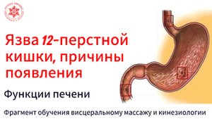 Язва двенадцатиперстной кишки, причины появления. Функции печени. Фрагмент обучения