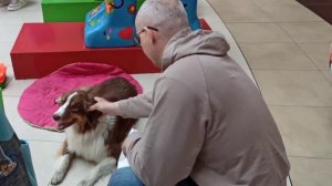 собачьи истории, часть 6.
"Путешествие продолжается! "