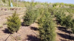 Можжевельник виргинский (Juniperus) h 1,5-1,8м, d 40-60см, ком, шт